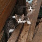Tierheimsponsoring informiert