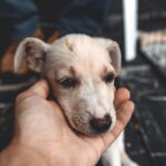 Tierheimsponsoring und die rechtlichen Grundlagen von Tiertransporten