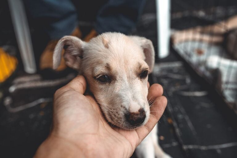 Tierheimsponsoring und die rechtlichen Grundlagen von Tiertransporten